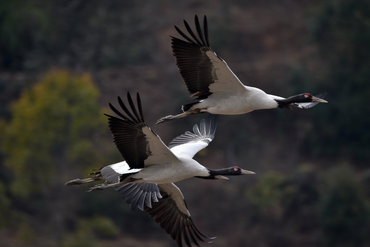 Black - Necked Crane Festival Tour