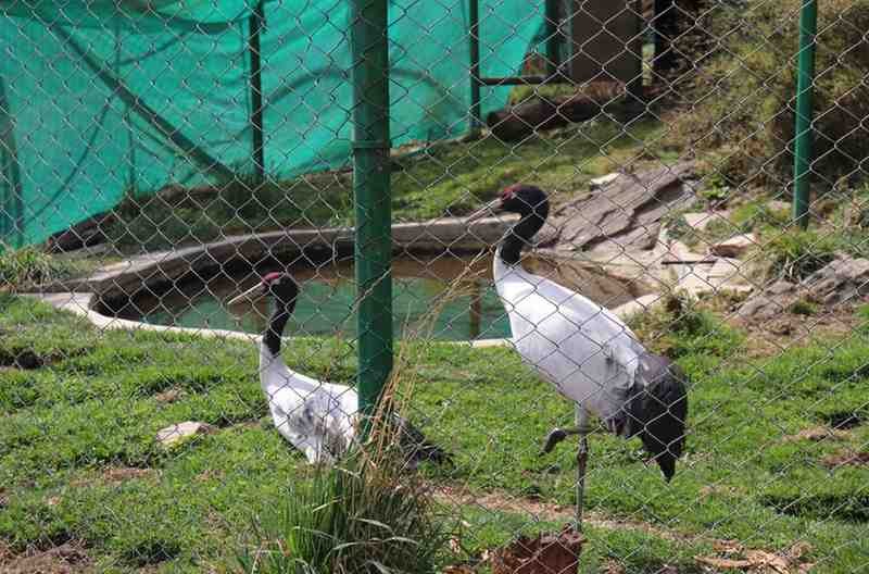 SD Black Necked Crane Festival Tour