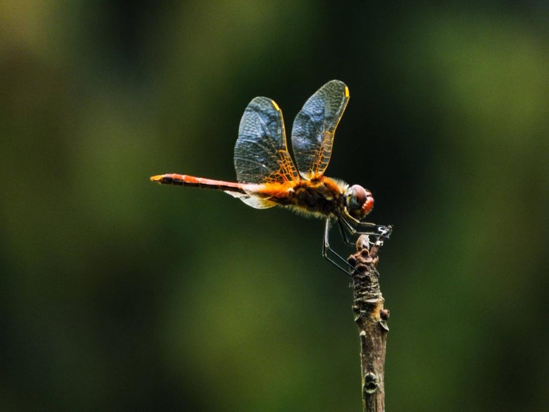 Romance in the Kingdom of Clouds